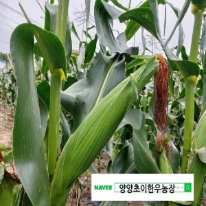 미백찰옥수수(예약판매)